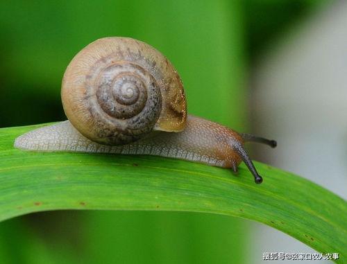 蜗牛照片.